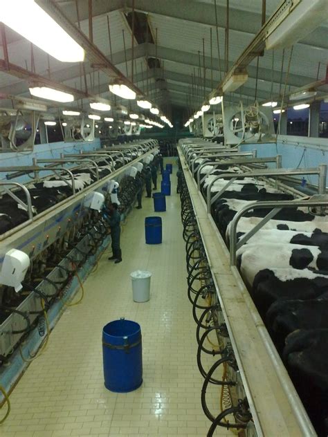largest dairy farm.